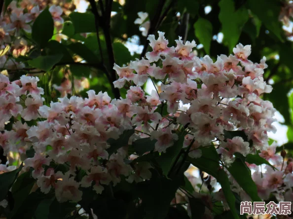 五月的鲜花在线观看高清修复版现已上线重温经典