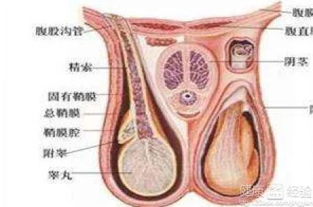 硬了一晚上睾丸疼多长时间能恢复2025男性健康新指南睾丸保养指南发布关注男性健康