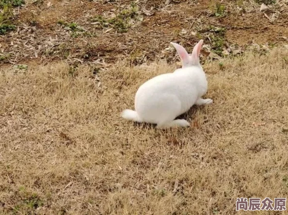 坏老人的春天正版无错章阅读探讨老年生活困境与情感慰藉展现现实与理想的交织